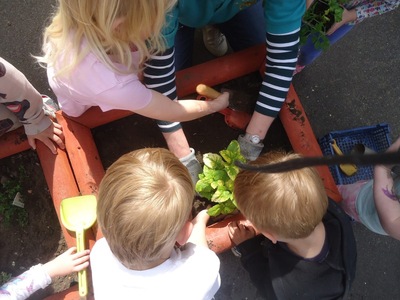 Herb garden